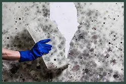 Hallandale Beach Restoration Expert Hallandale Beach, FL 954-390-2414 Hallandale Beach Restoration Expert Hallandale Beach, FL 954-390-2414 - abt-wgr-mold